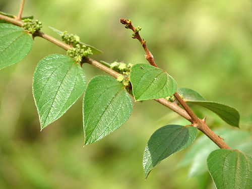 Ziziphus oenoplia